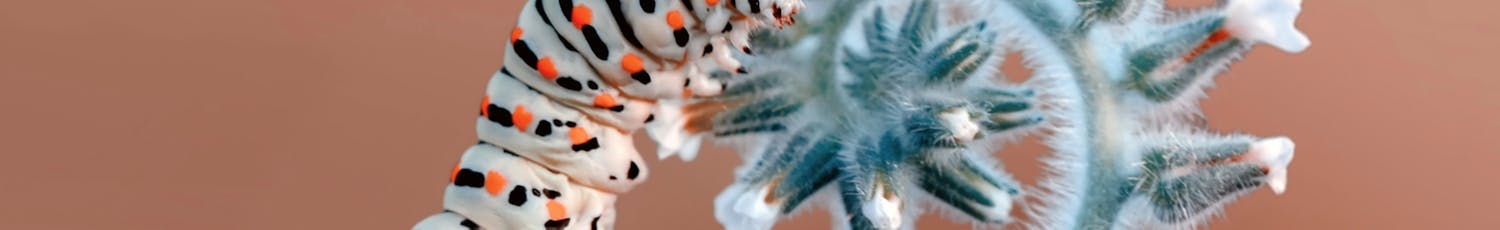 Hyönteisen makrokuvaus